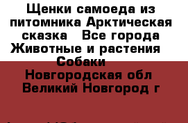 Щенки самоеда из питомника Арктическая сказка - Все города Животные и растения » Собаки   . Новгородская обл.,Великий Новгород г.